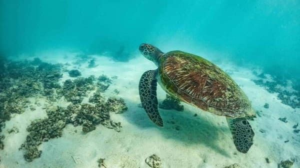 plongée avec tortues à l'îlot gabriel